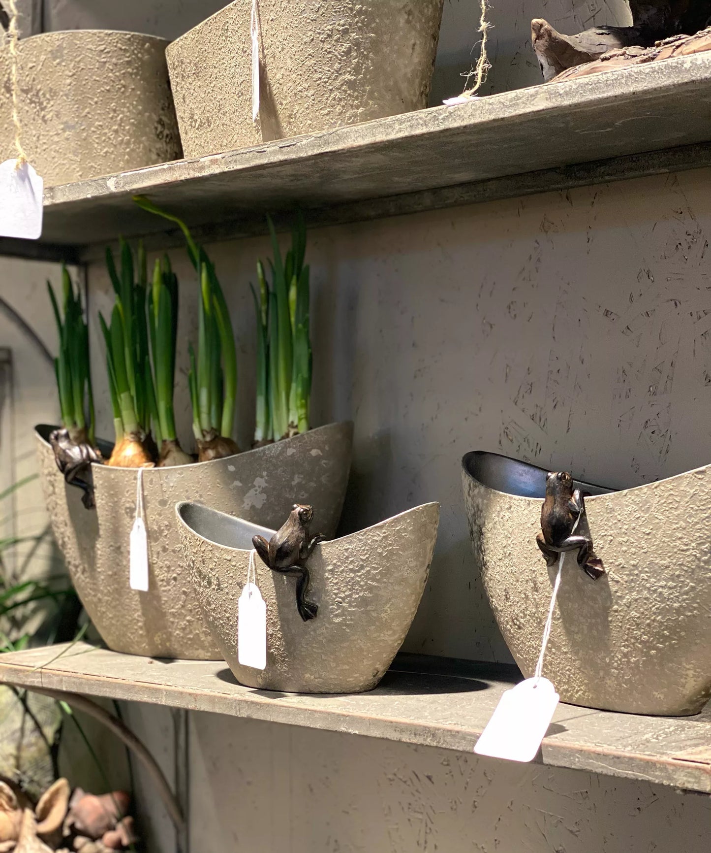 Sammakot ruukun reunalle x3