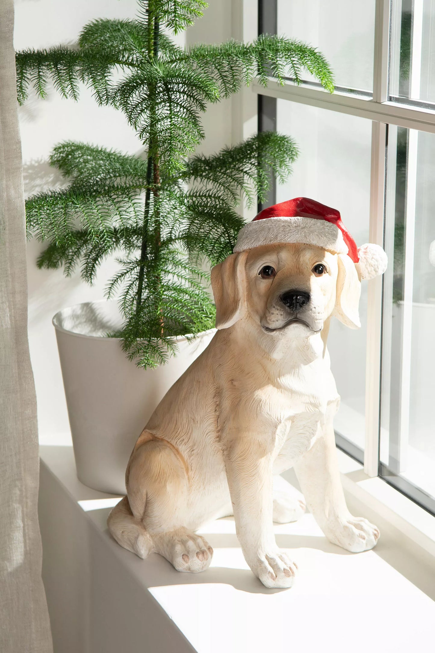 Koirapatsas, labradorinnoutaja