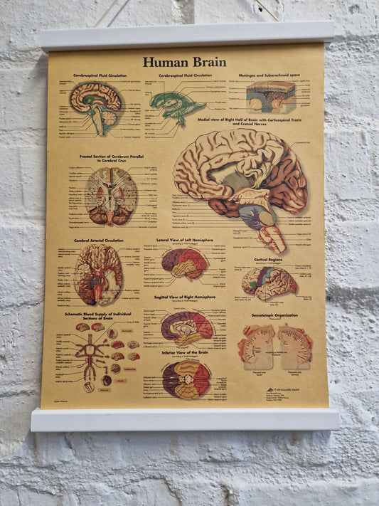 Juliste Human Brain
