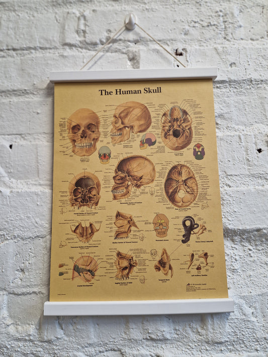Juliste The human skull