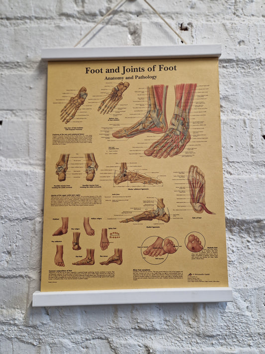 Juliste Foot and Joints of Foot