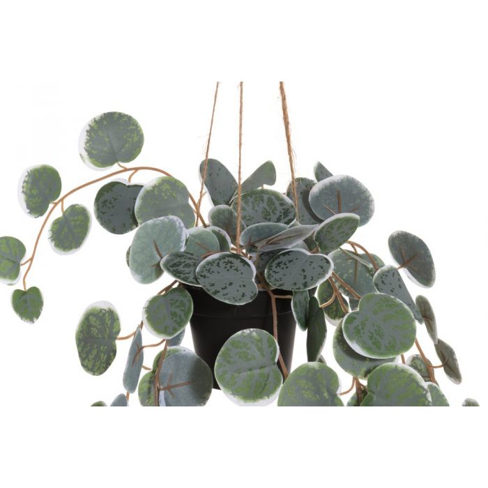 Viherkasvi herttalyhty amppeli 40 cm ALE -30%