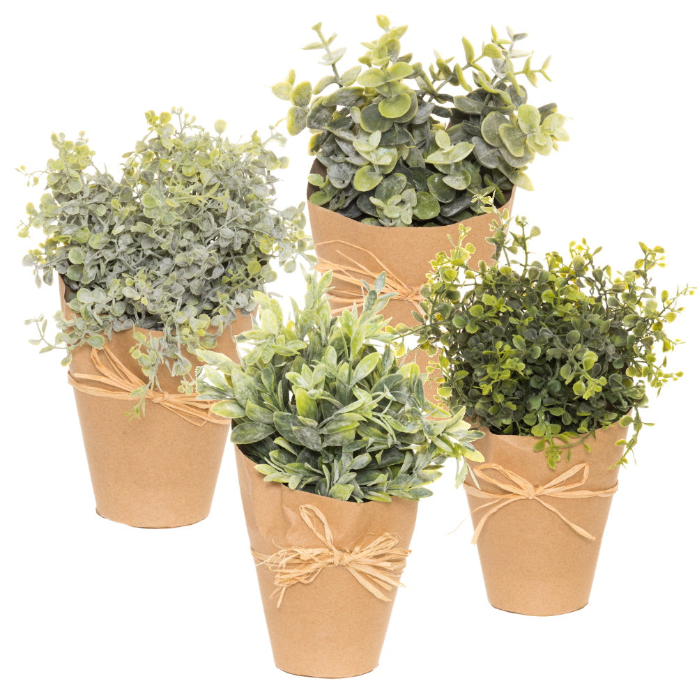 Viherkasvi, yrtti 25cm