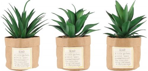 Mehikasvi paperipussissa