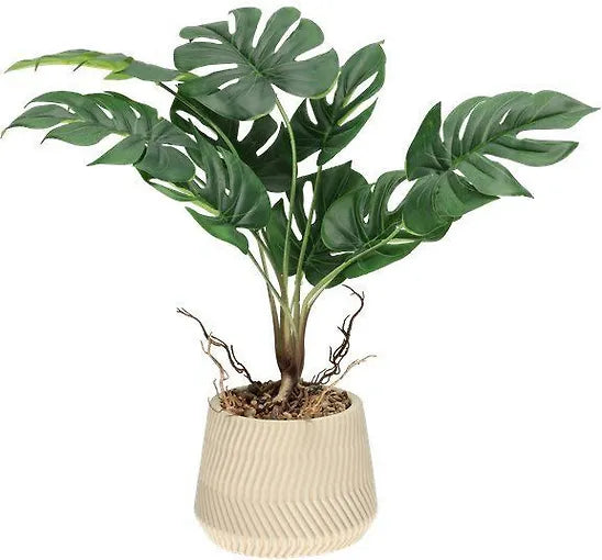 Peikonlehti ruukussa ALE -40%