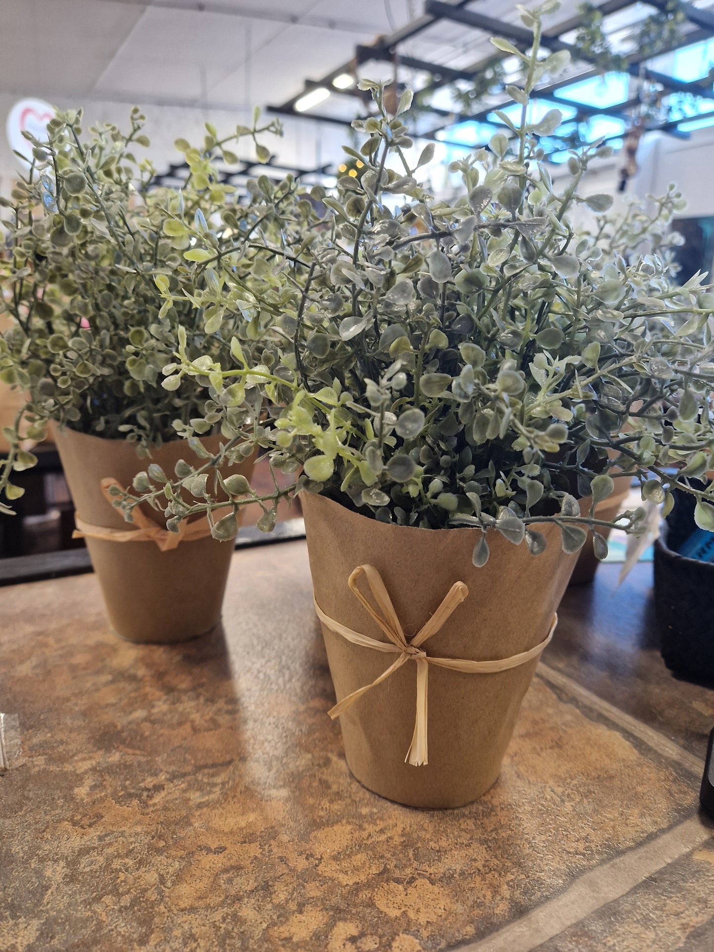 Viherkasvi, yrtti 25cm