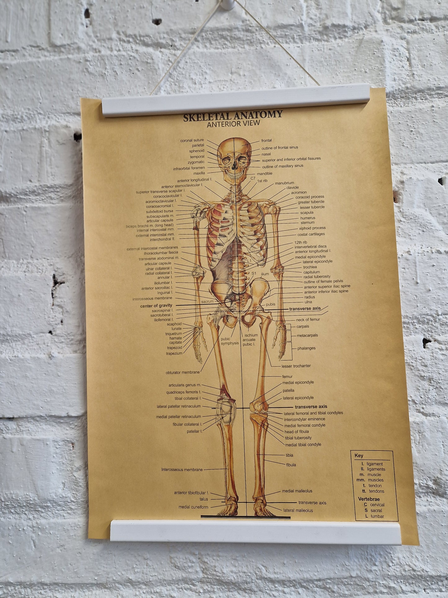 Juliste Skeletal Anatomy