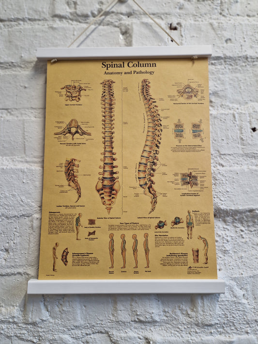 Juliste Spinal column