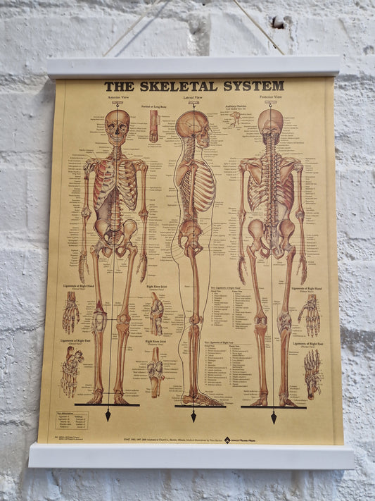 Juliste Skeletal System