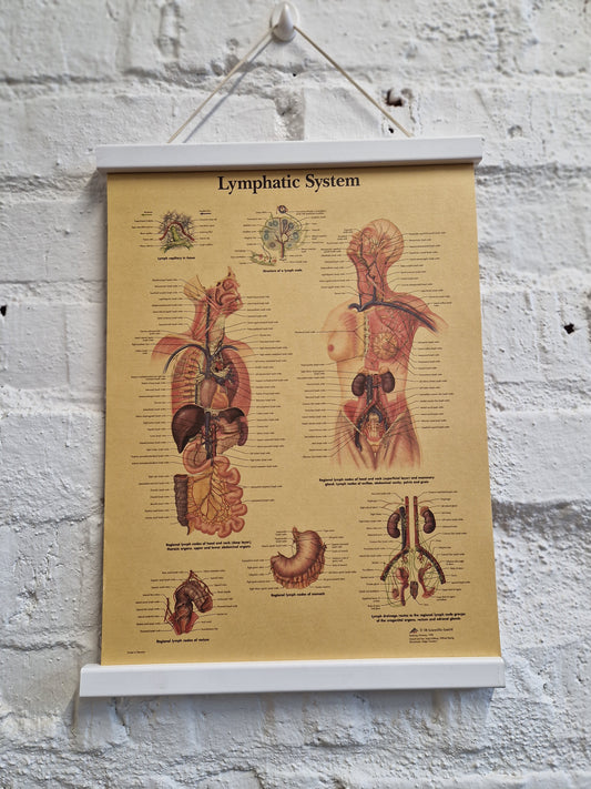 Juliste Lymphatic System