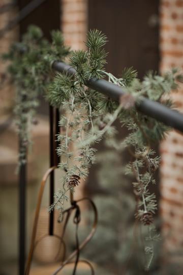 Havuköynnös kävyillä Ib Laursen