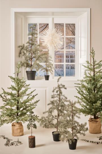 Havuköynnös kävyillä Ib Laursen