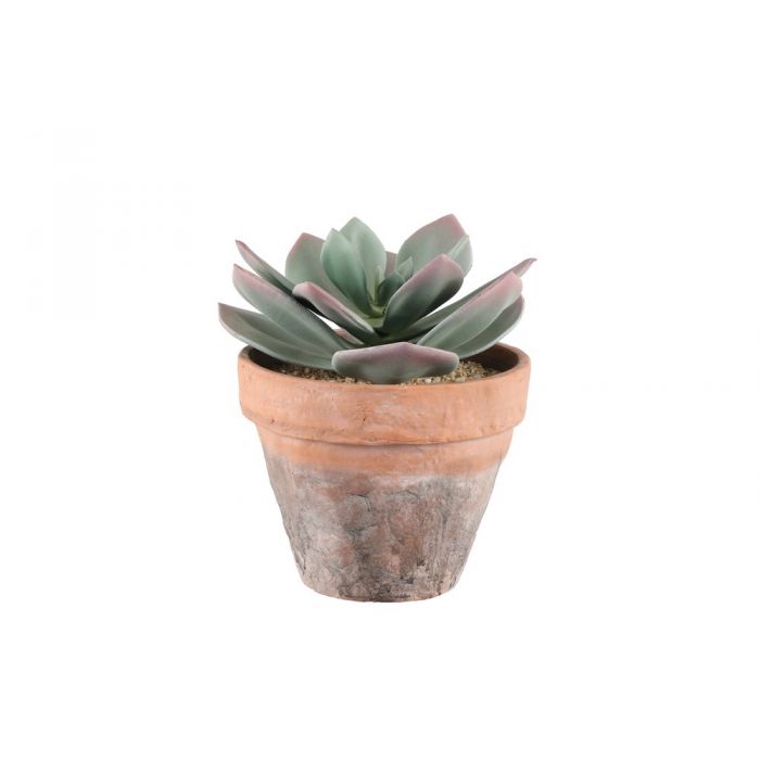 Mehikasvi ruukussa iso ALE