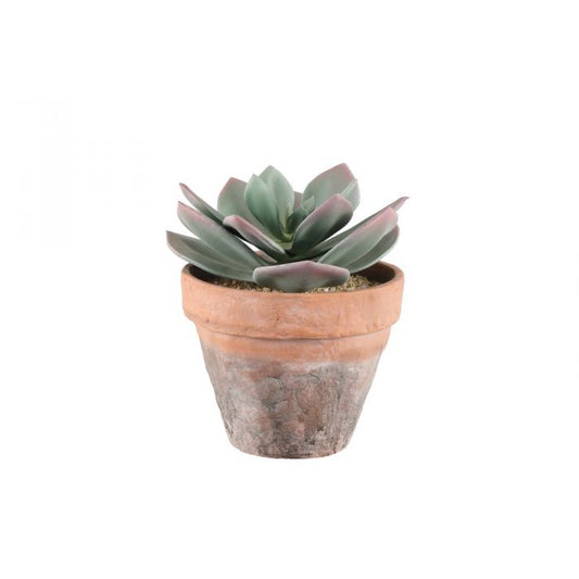 Mehikasvi ruukussa iso ALE