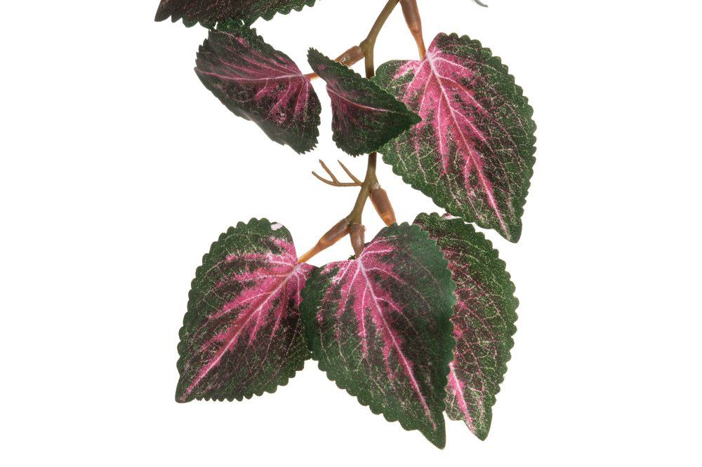 Viherkasvi värinokkonen amppeli ALE -30%