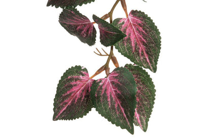 Viherkasvi värinokkonen amppeli ALE -30%