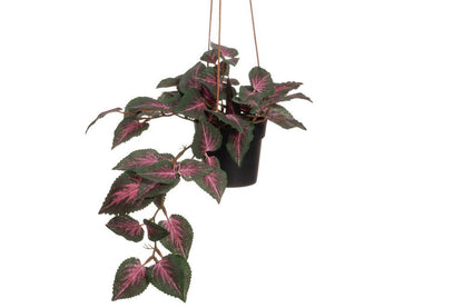 Viherkasvi värinokkonen amppeli ALE -30%