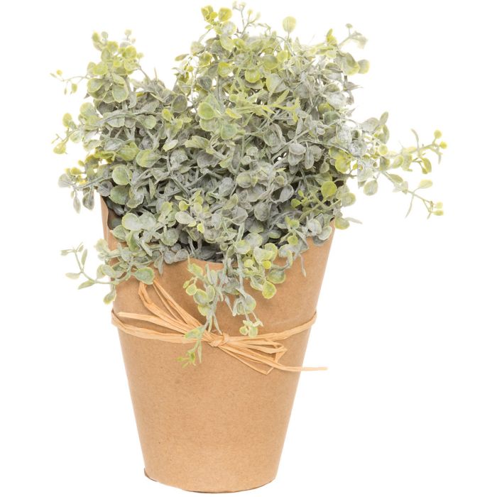Viherkasvi, yrtti 25cm
