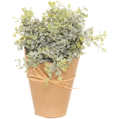 Viherkasvi, yrtti 25cm