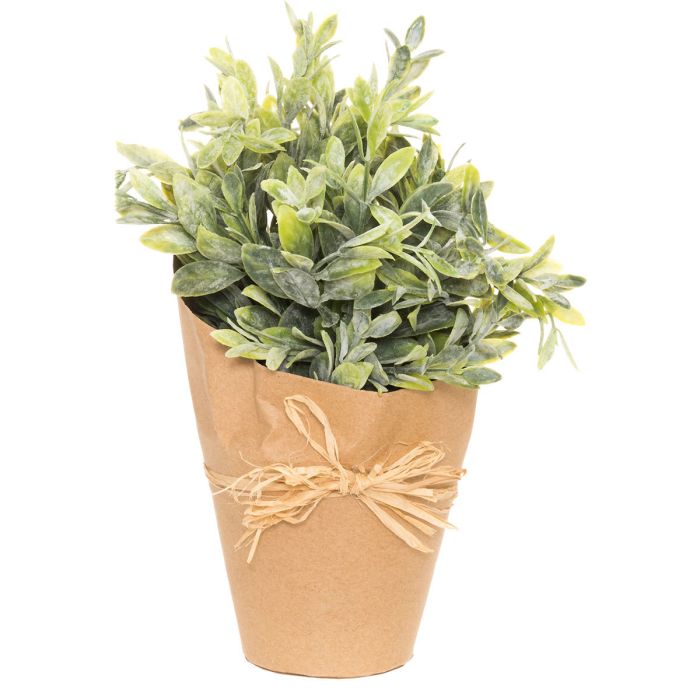Viherkasvi, yrtti 25cm