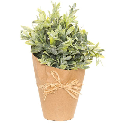 Viherkasvi, yrtti 25cm