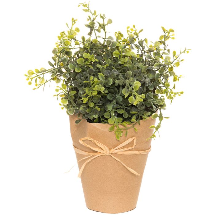 Viherkasvi, yrtti 25cm